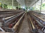 Paguyuban peternak ayam petelur Bantul berkomitmen menjaga situasi kamtibmas kondusif