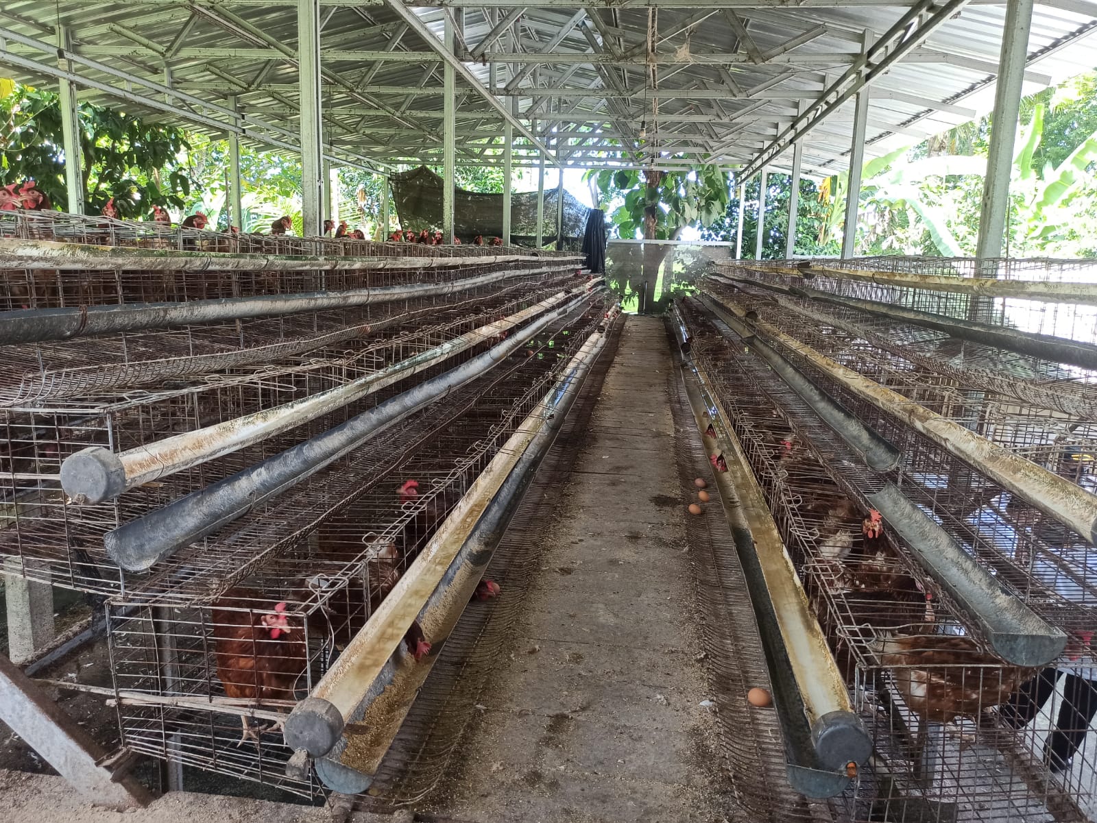 Paguyuban peternak ayam petelur Bantul berkomitmen menjaga situasi kamtibmas kondusif